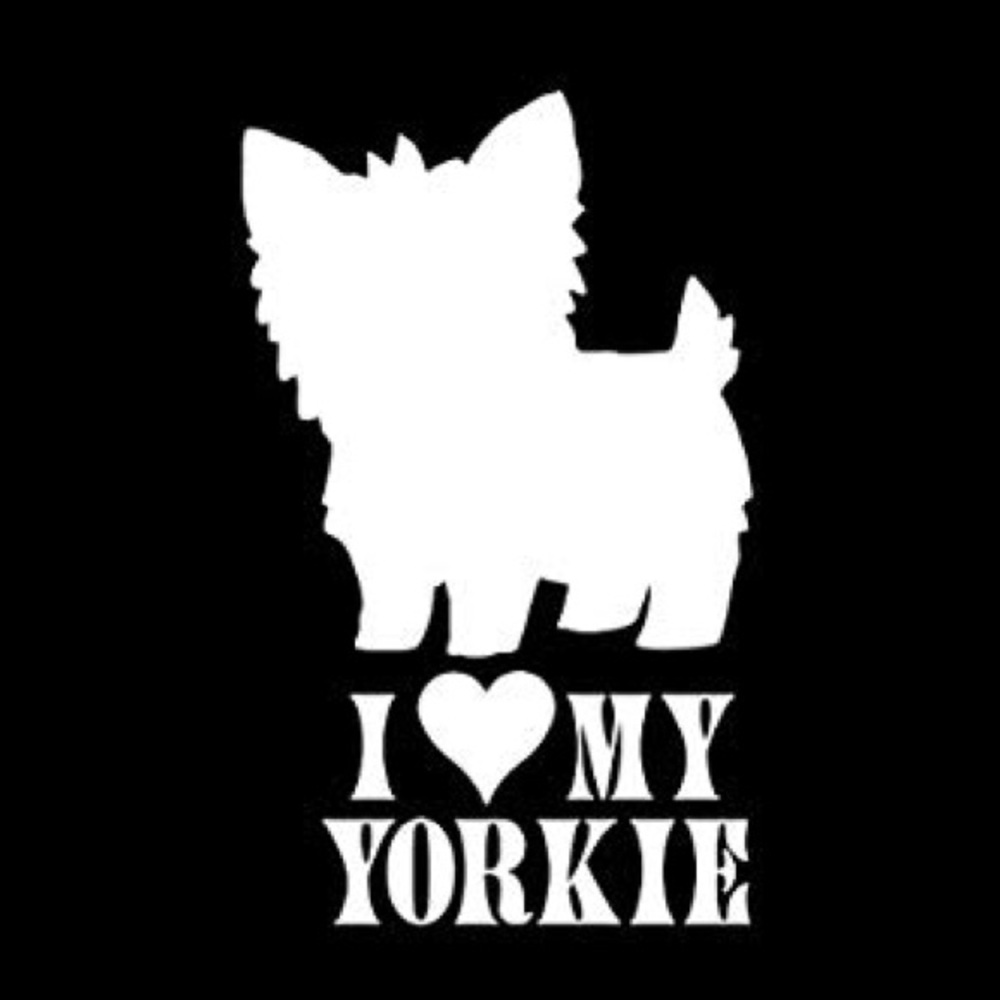 ISO or Seller Yorkie Yorkshire Terrier Dog Love